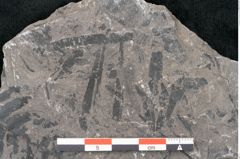 Foto (Detailansicht) von Alethopteris whitbyensis (NHMW-GEO-2024-0188-10482)
